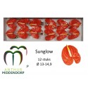 anthurium SUNGLOW - AnthurMiddendorp