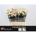 R branchue GELATO - Flora Ola Ltd.