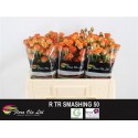R branchue SMASHING - Flora Ola Ltd.