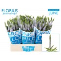 veronique SMART JUNE - Florius BV