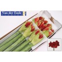 amaryllis GA FERRARI - van der Ende Flowers