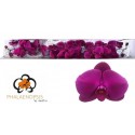 PHAL PURPLE HAZE - Walter Grootscholten