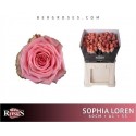 R GR SOPHIA LOREN - Berg RoseS