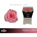 R GR SOPHIA LOREN - Berg RoseS
