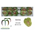 anthurium Verino vert - AnthurMiddendorp