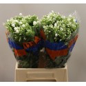 PHLOX Whitecap blanc - YZM Lev Flowers Ltd