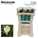 calla Crystal Blush blanc - Future Flowers