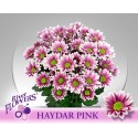 deco HAYDAR PINK - River Flowers