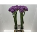 ALLIUM gladiator bleu - Hkw. R. Beentjes