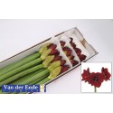 amaryllis GA ROYAL VELVET - van der Ende...