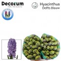 jacynthe DELFT BLUE - Van Noort Hyacinten