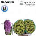 jacynthe PURPLE STAR - Van Noort Hyacinten
