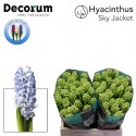 jacynthe SKY JACKET - Van Noort Hyacinten