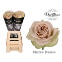 R GR NOTRE DAME+ - Vip Roses by Sassen