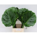MONSTERA feuillage - Kwekerij Figaro