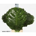 MONSTERA feuillage - MDK Quality Greens