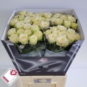 R GR JUWENA - Wans Roses