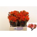 JATROPHA P FIRECRACK - Marginpar / BM