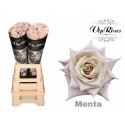 R KL MENTA - Vip Roses by Sassen