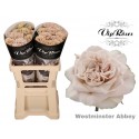R GR WMINSTER ABBEY! - Vip Roses by Sassen