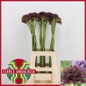 ALLIUM MIAMI - Flores Andalucia BV
