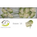 anthurium GRACE - Anthogether Spek Flowers