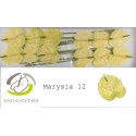 anthurium MARYSIA - Anthogether Spek Flowers