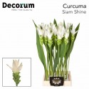 CURC AL SIAM SHINE - Villa Curcuma