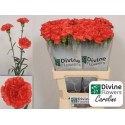 œillet gros CAROLINE - Divine Flowers