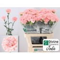 œillet gros Jodie rose - Divine Flowers