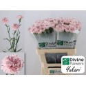 œillet gros YUKARI - Divine Flowers