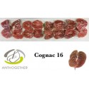 anthurium COGNAC - Anthogether Bouman