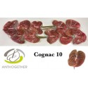 anthurium COGNAC - Anthogether Bouman