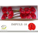 anthurium IMPULZ - Anthogether Spek Flowers