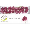 anthurium MARAVILLA - Anthogether Spek...