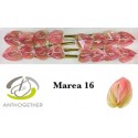 anthurium MAREA - Anthogether Bouman