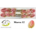 anthurium MAREA - Anthogether Bouman