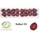anthurium SAFARI - Anthogether Bouman