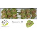 anthurium PISTACHE - Anthogether Spek Flowers