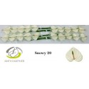 anthurium SNOWY - Anthogether Evanty