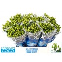 hypericum Coco Bamboo vert - Florius BV