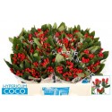 hypericum COCO DIABLO - Florius BV