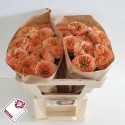 R GR LIVING CORAL - Wans Roses