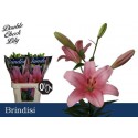 lys BRINDISI - Double Check Lily