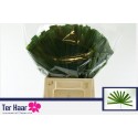 Chamaerops feuillage - Ter Haar Ornamental Fl