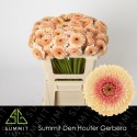 GE MB JAYJAY - Summit Den Houter Gerbera