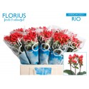 hypericum COCO RIO - Florius BV