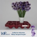 pois de senteur MIST STR PURP - W. Prins BV