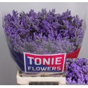 LIM SIN KANSAS BLUE - TONIE Flowers