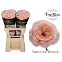 R KL PARADISE BEACH - Vip Roses by Sassen